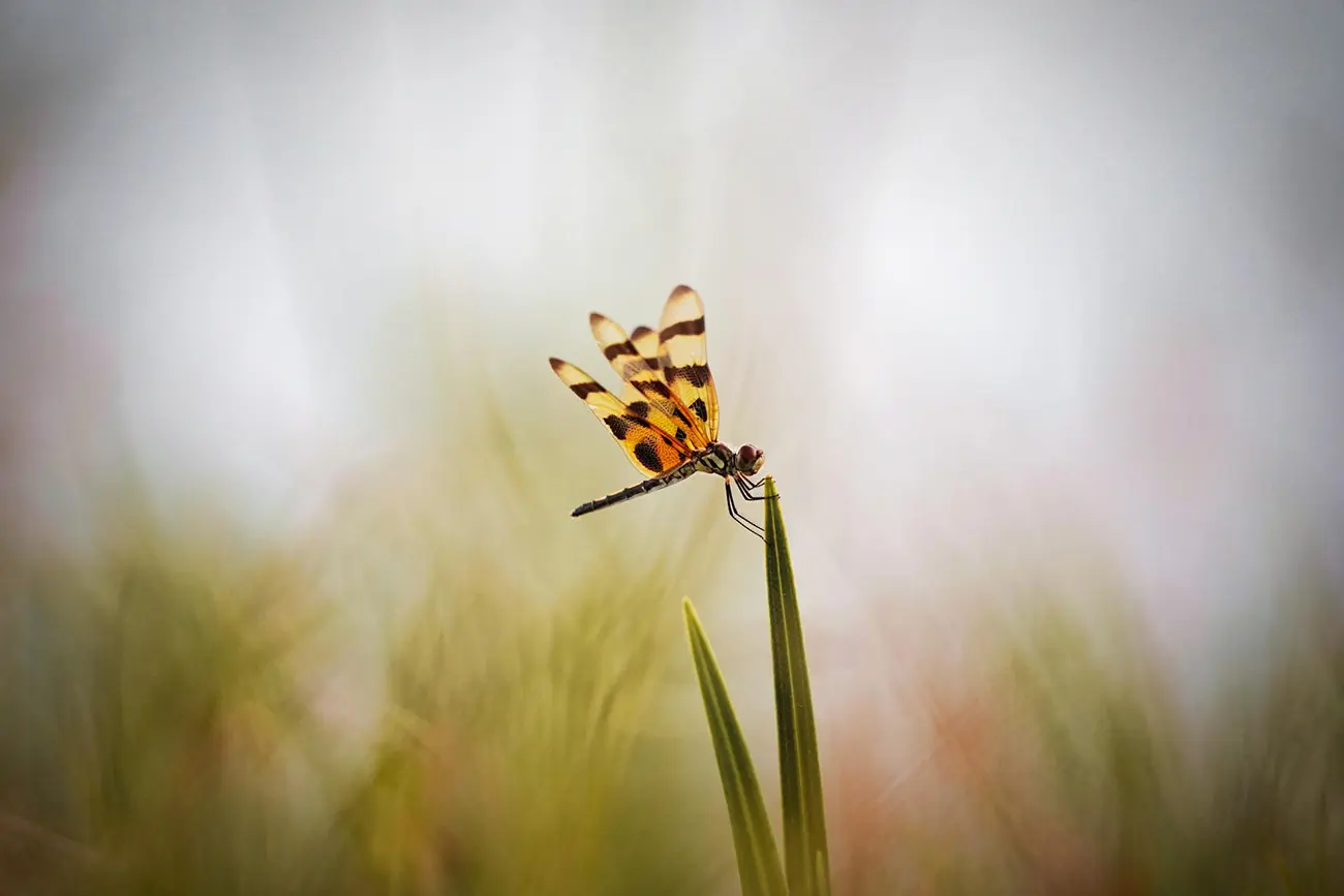 Libélula Group | About Libélula Group | Vacation Rentals &Amp; Expert Management Close-Up Of A Dragonfly With Yellow And Black Striped Wings Resting On A Leaf, Symbolizing Nature And Vision.